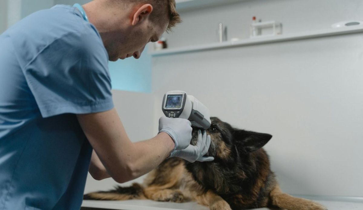 dog Veterinarian checking dog's eyes                         