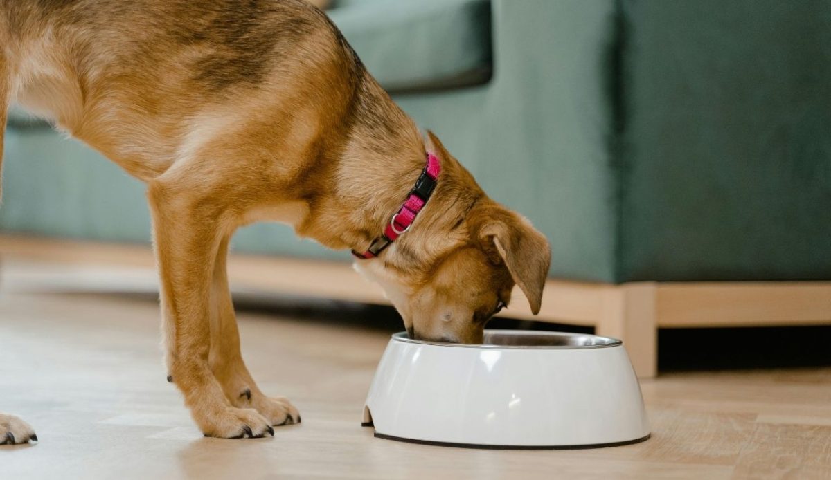 dog eating 