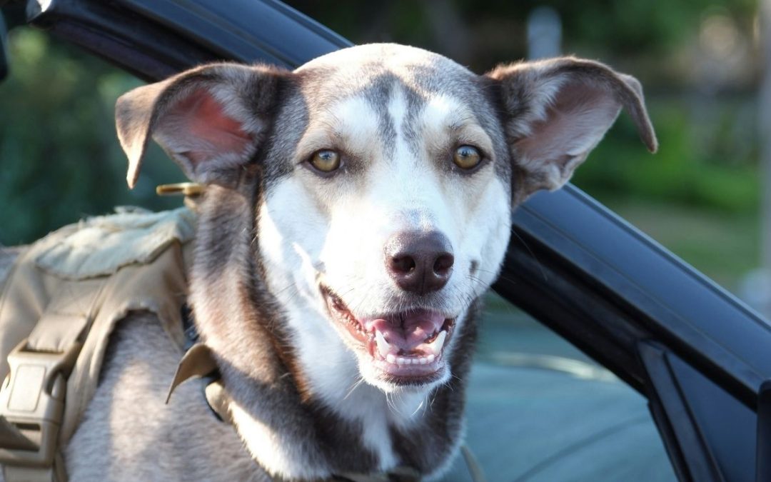 9 Tips for a Dog Friendly Road Trip to Keep Your Pup Safe and Happy