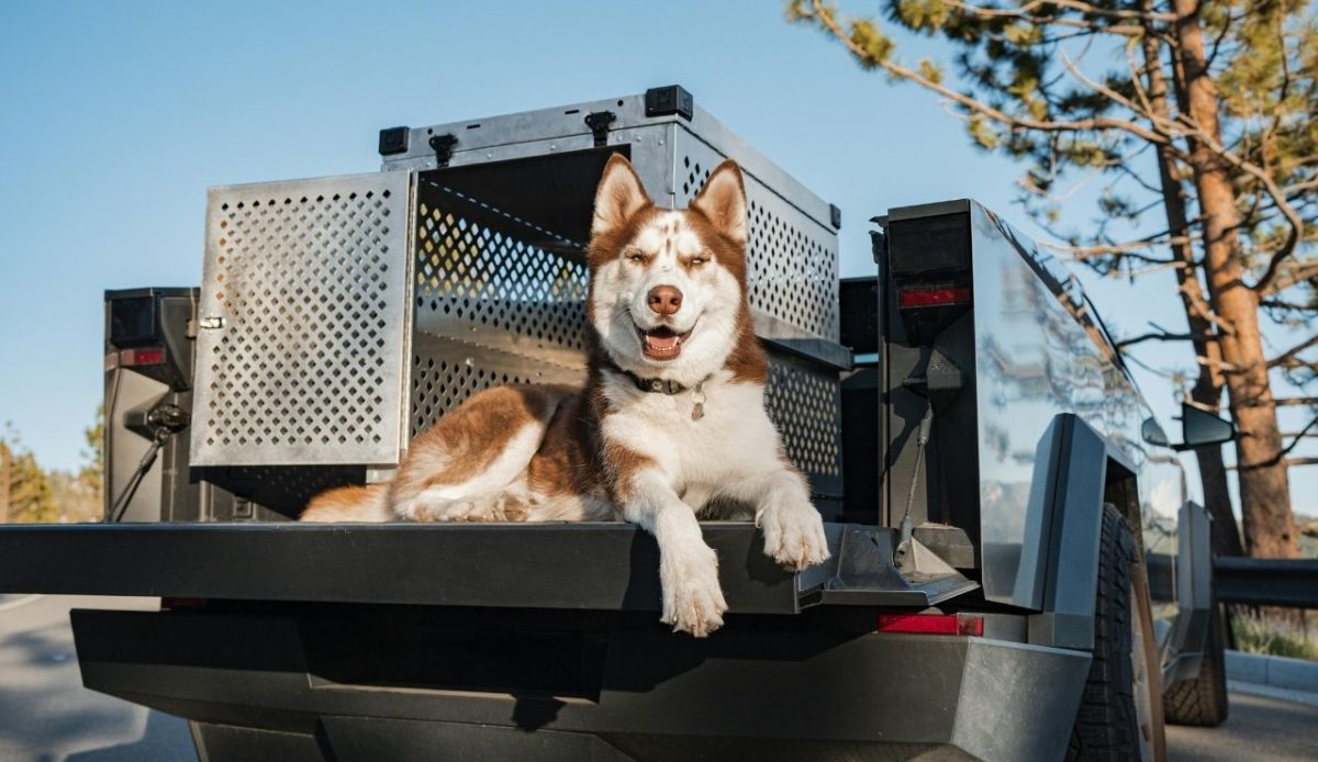 dog with crate         