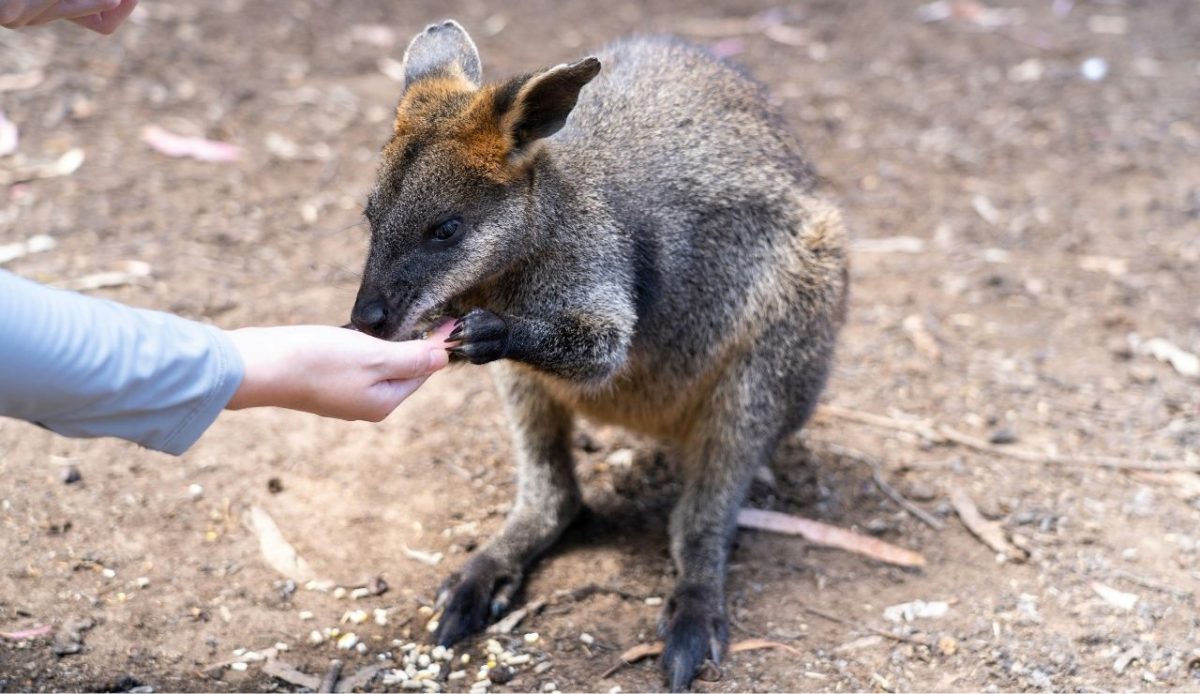 feeding wild animal             