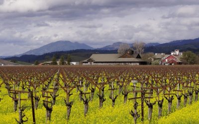 15 Underrated California Vineyards Worth Visiting