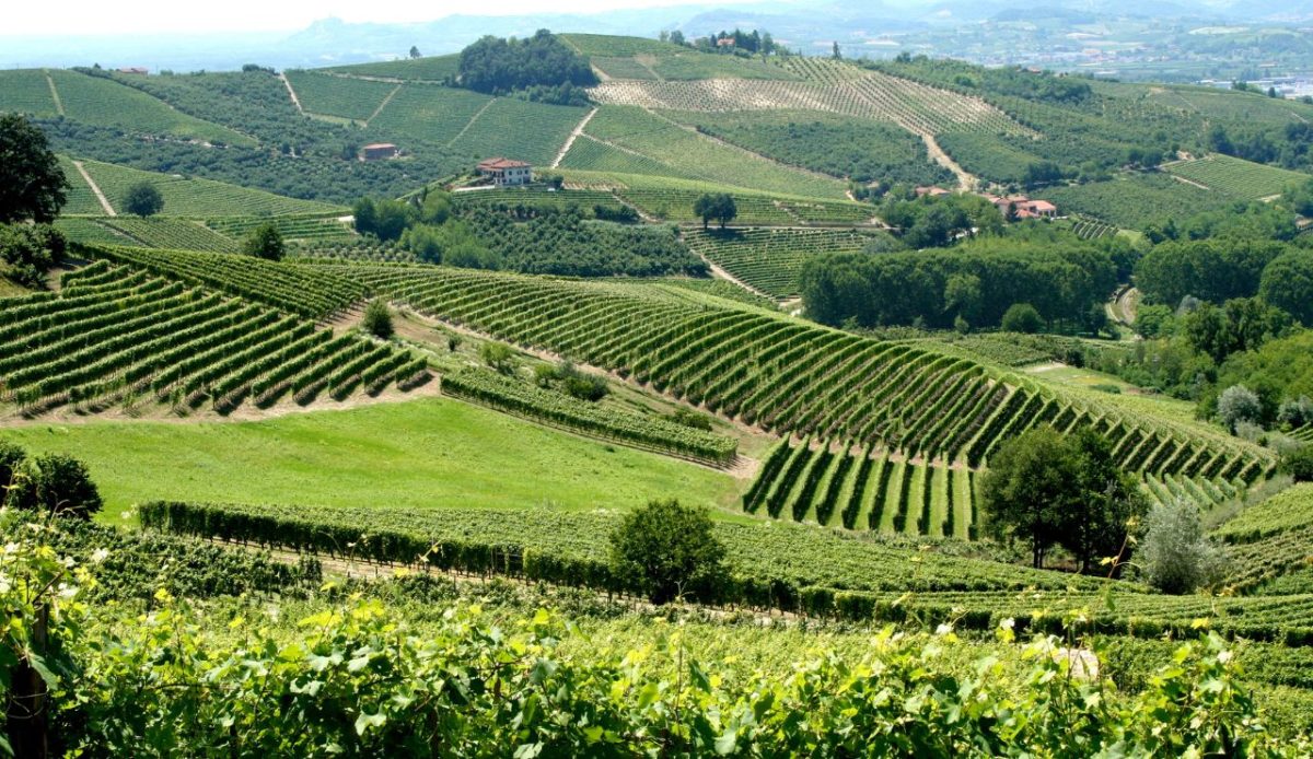 Vineyard in Piemonte, Italy       