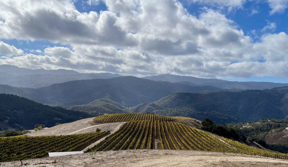 15 Underrated California Vineyards Worth Visiting 6
