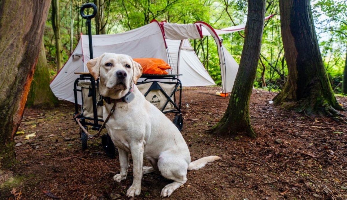 A dog is sitting outside near camp       