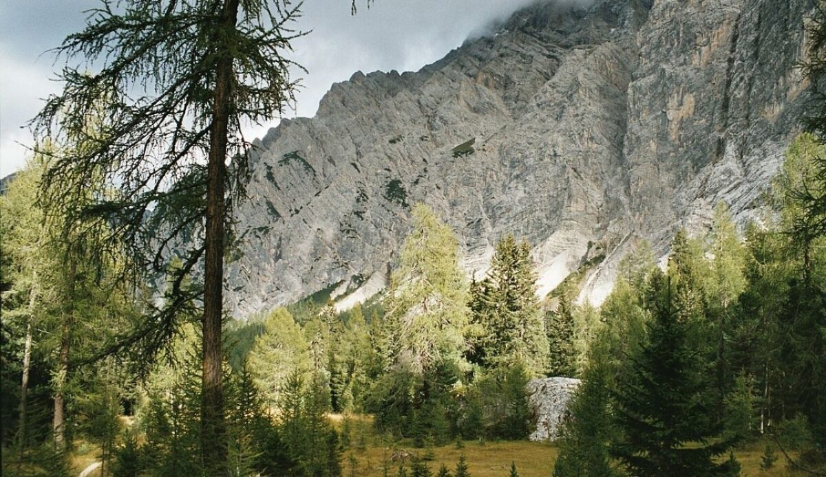 Alpine forest meadow below rocky mountain cliffs in the Dolomites, Italy                 