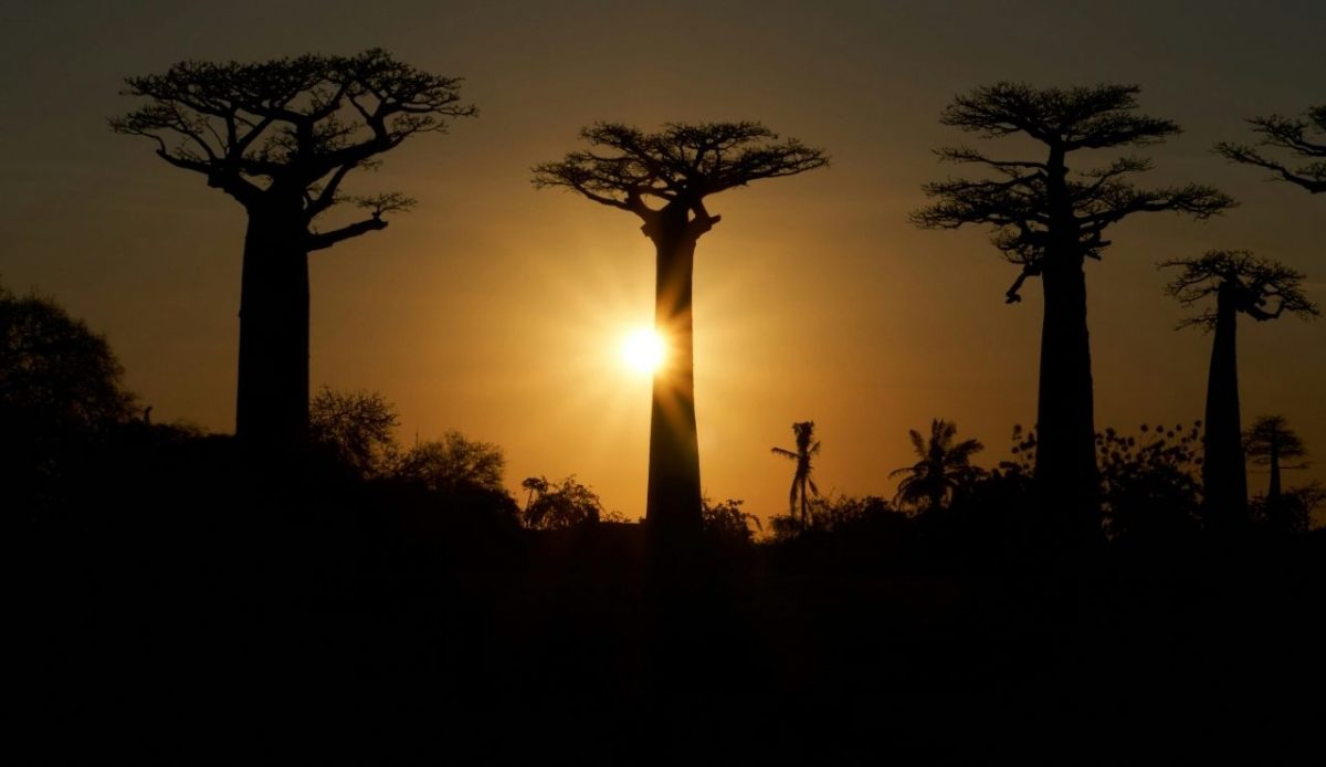 Avenue of the Baobabs, Madagascar                    