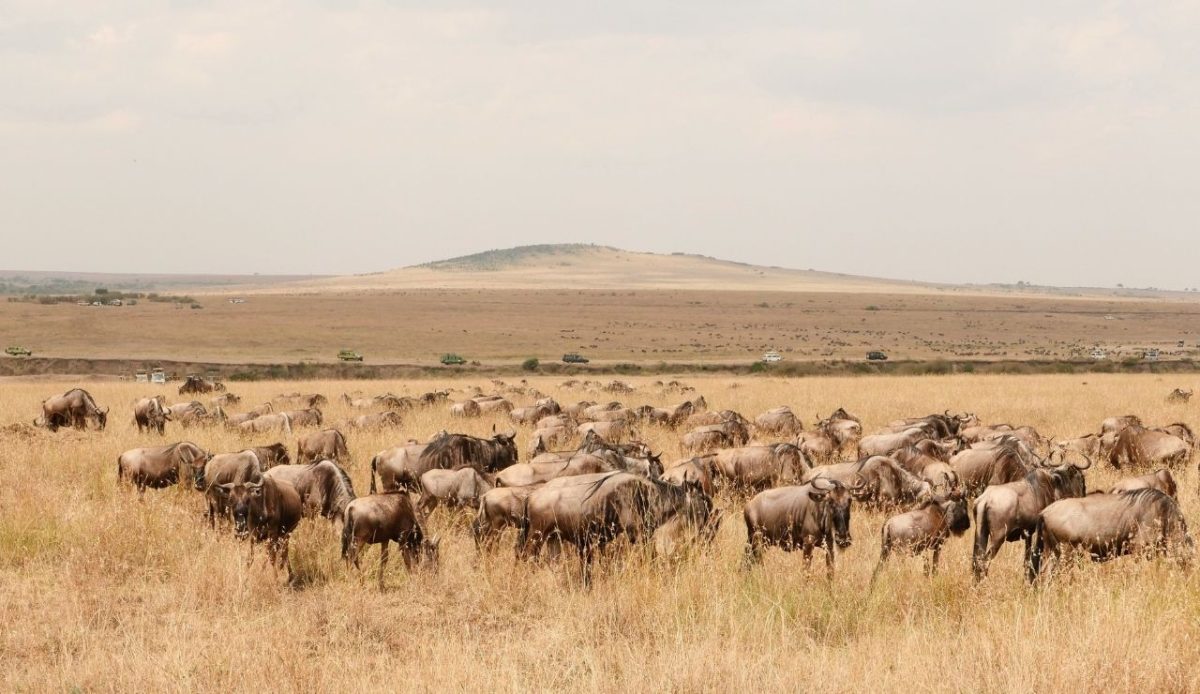 Masai Mara National Reserve, Kenya                     