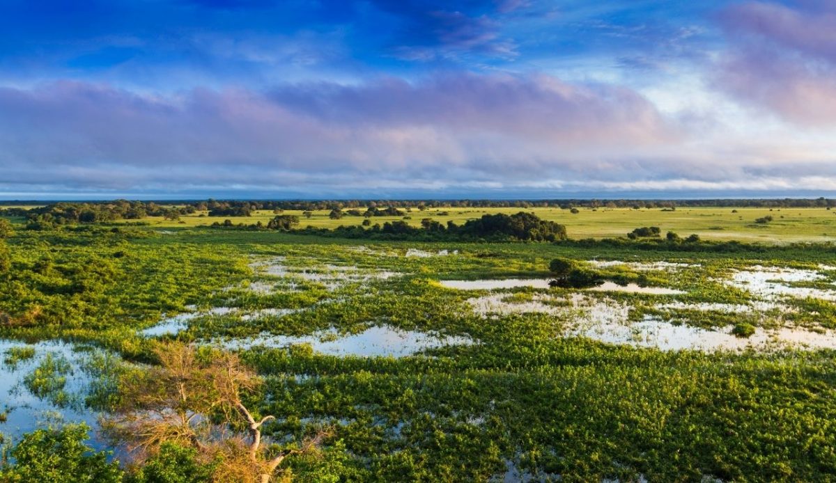 Pantanal Wetlands, Brazil                             