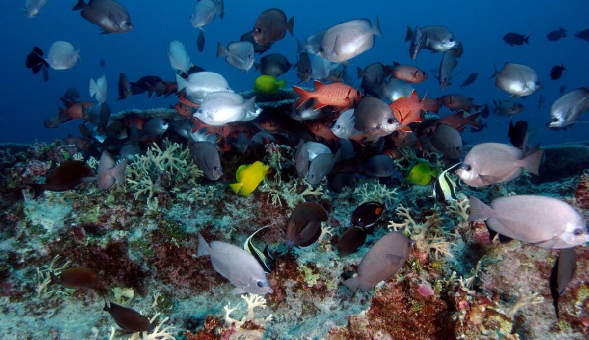 Papahānaumokuākea, Northwestern Hawaiian Islands, USA                        