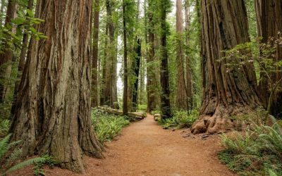 A First-Timer’s Guide to Exploring Redwood National Park Like a Local