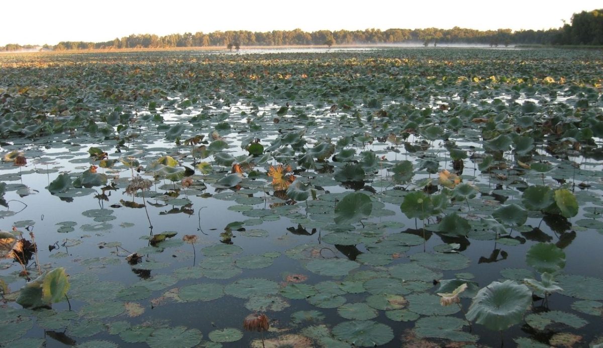 Reelfoot Lake                          