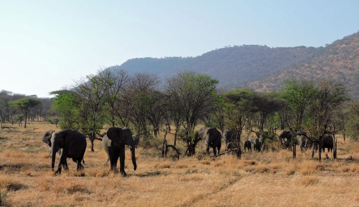 Serengeti National Park, Tanzania                                      