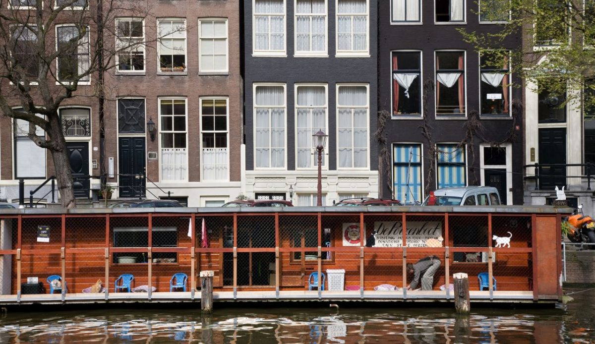 10 Lesser Known Amsterdam Facts 8 Cats Rule a Dedicated Boat Sanctuary