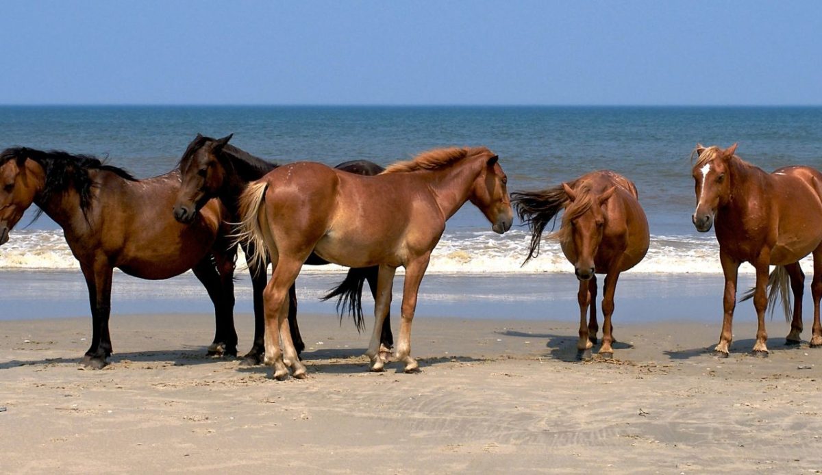 10 Reasons the Outer Banks Belong on Every Travel List 7