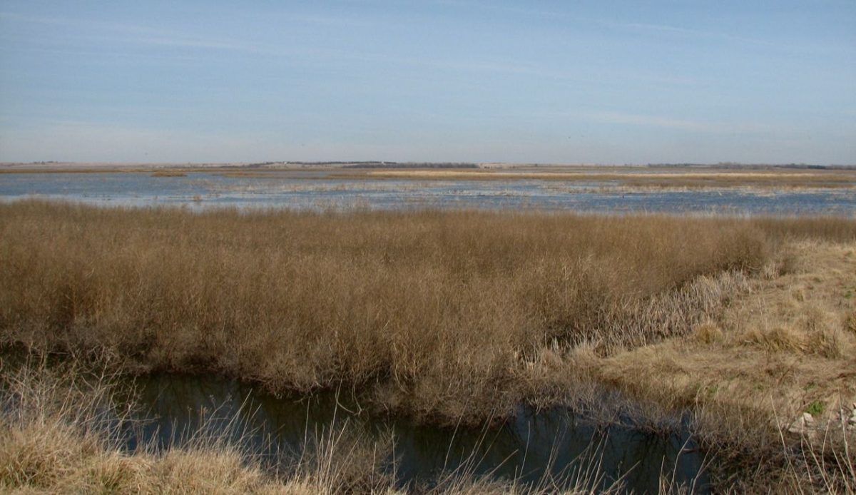 Cheyenne Bottoms Wildlife Area