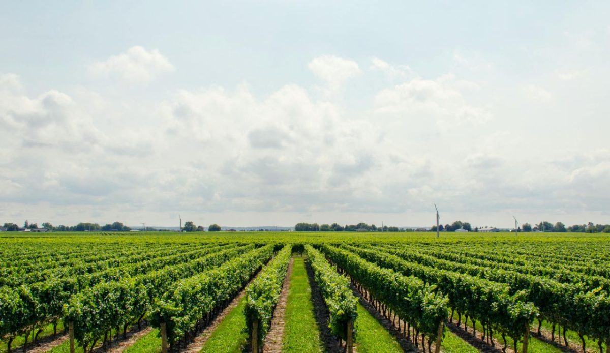 Stranger Hill Winery