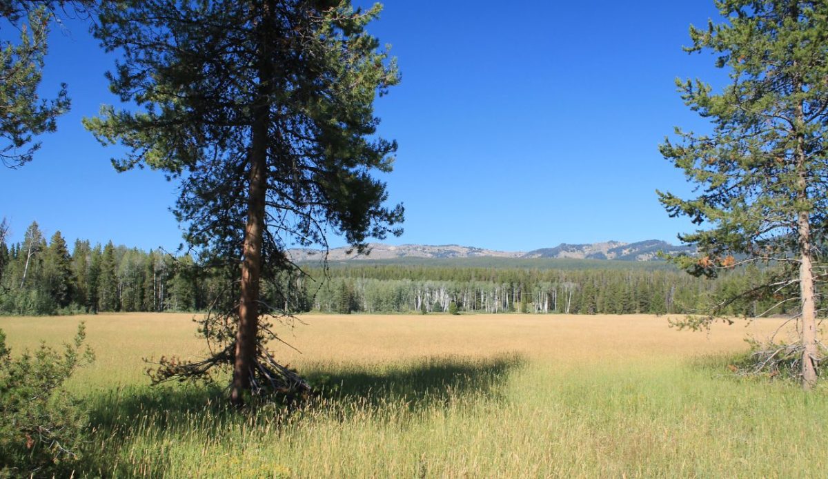 Yellowstone National Park