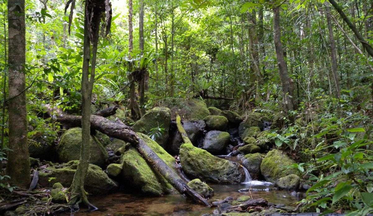 Madagascar’s Rainforests