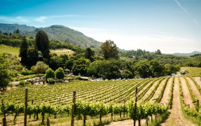 A Traveler’s Guide to Sonoma With Wineries Stays and Low-Key Local Finds