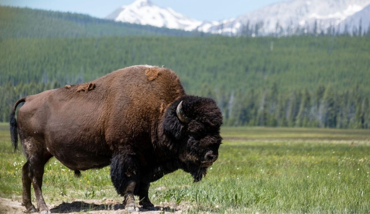 a bison in yellowstone                  