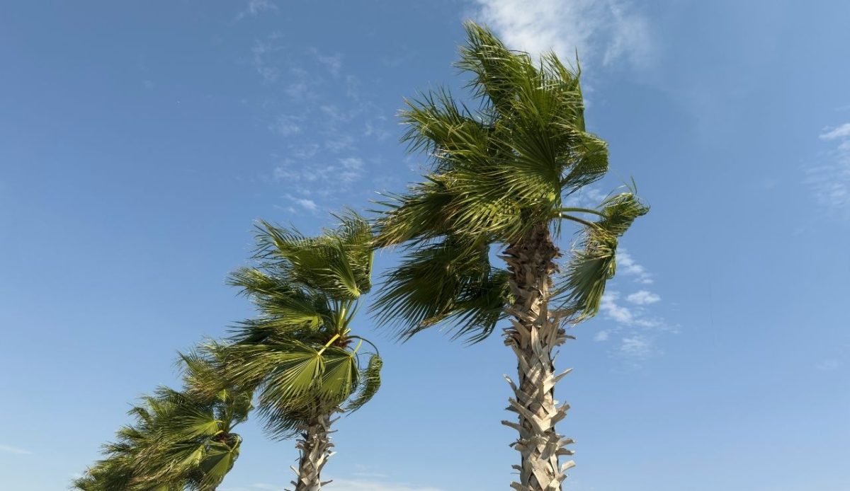 close-up of palm leaves in coastal wind                 