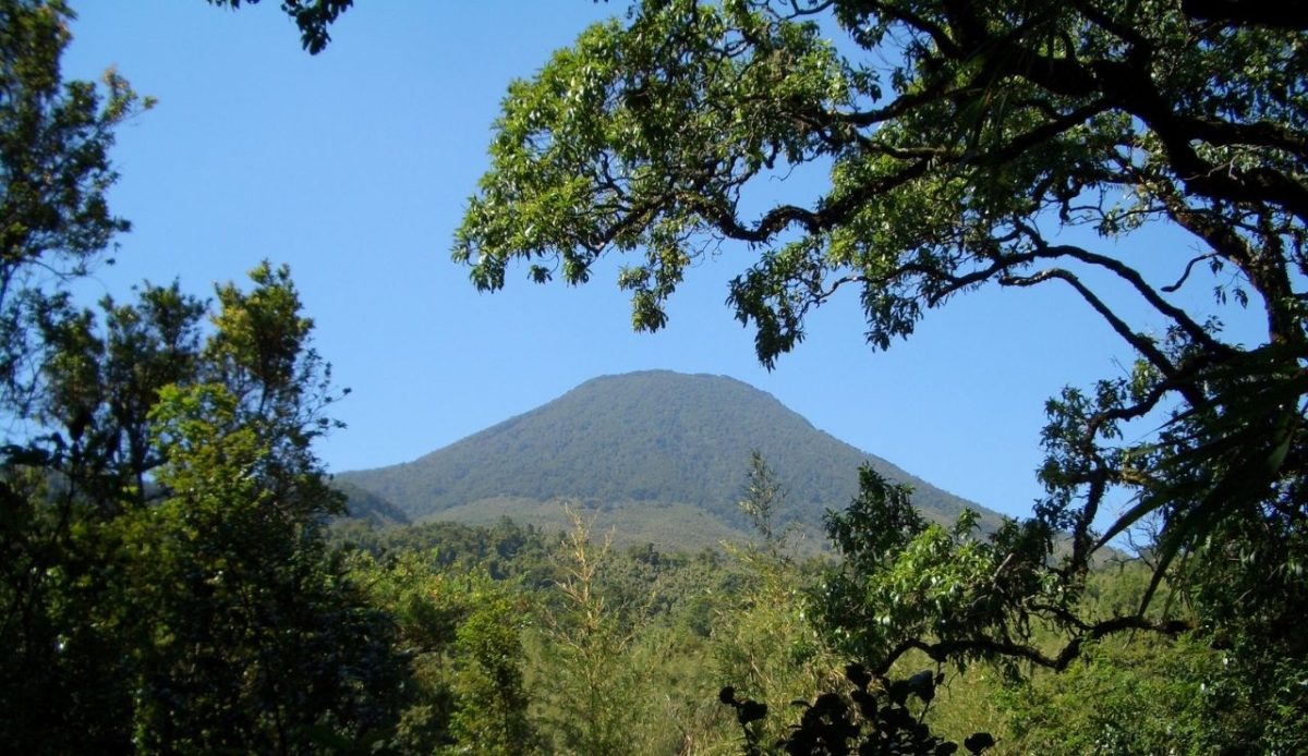 Bwindi Impenetrable National Park, Uganda                         