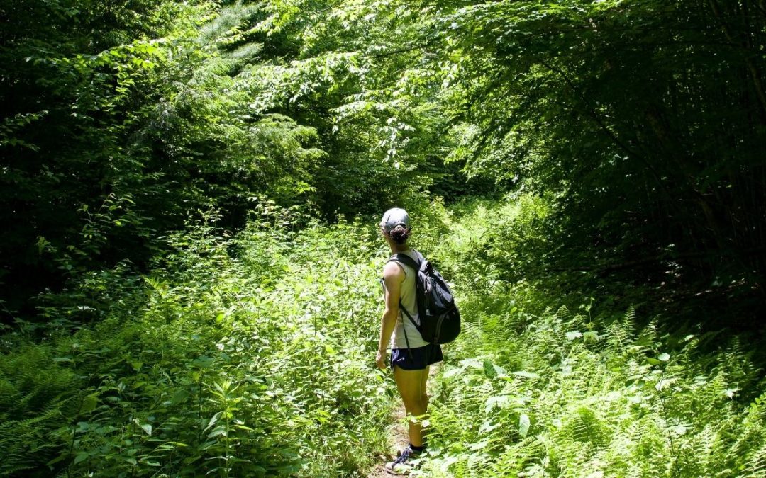 7 Smart Hiking Tips to Avoid Bugs and Wildlife Trouble
