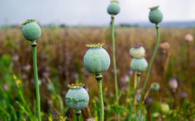 8 Towns Where the Local Economy Is Built Around Drugs