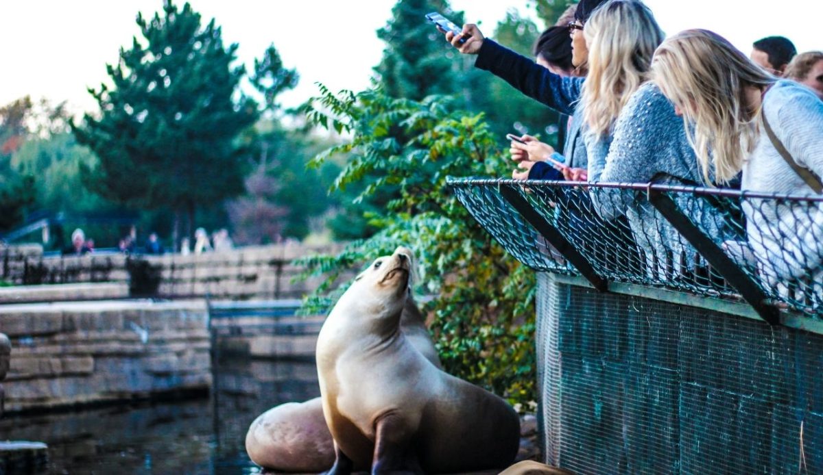 tourists with a sea lion             