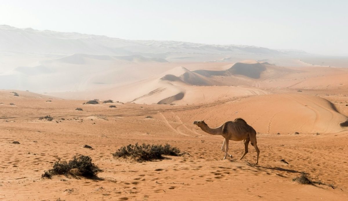 Camel in the desert of Wahiba Sands, Oman        