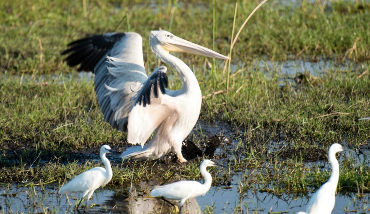  Okavango Delta, Botswana