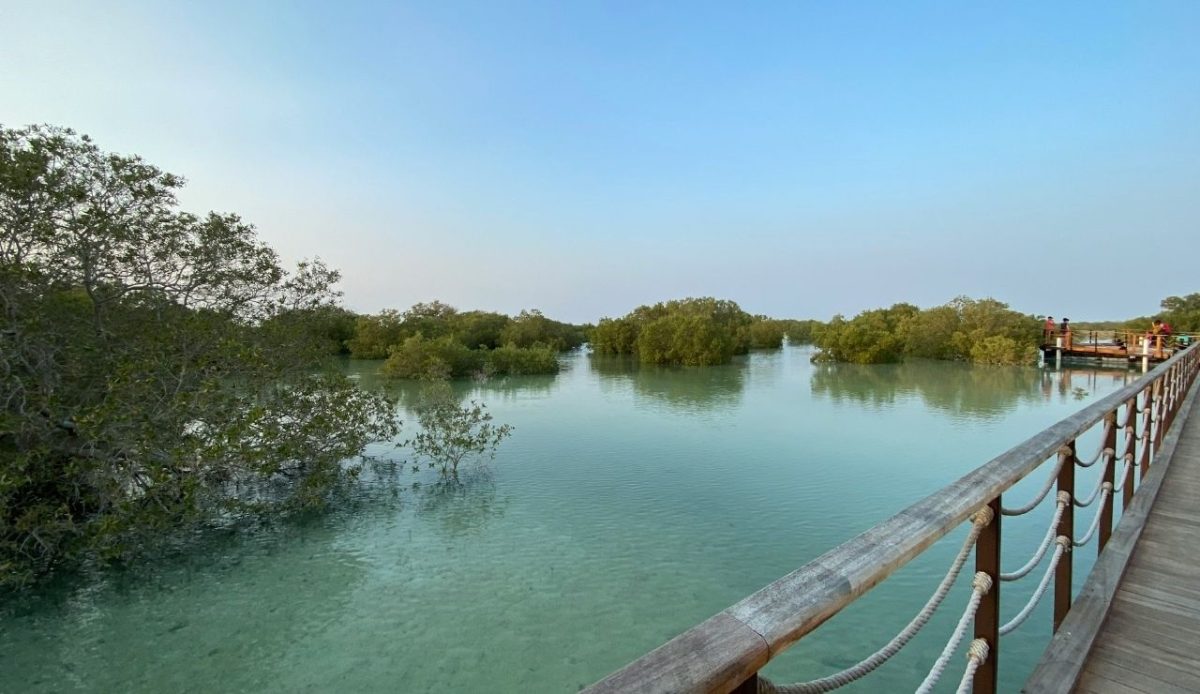 Abu Dhabi Mangroves, United Arab Emirates                            