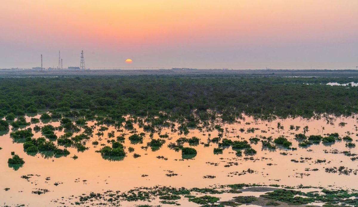 Al Thakira Mangroves, Qatar                      