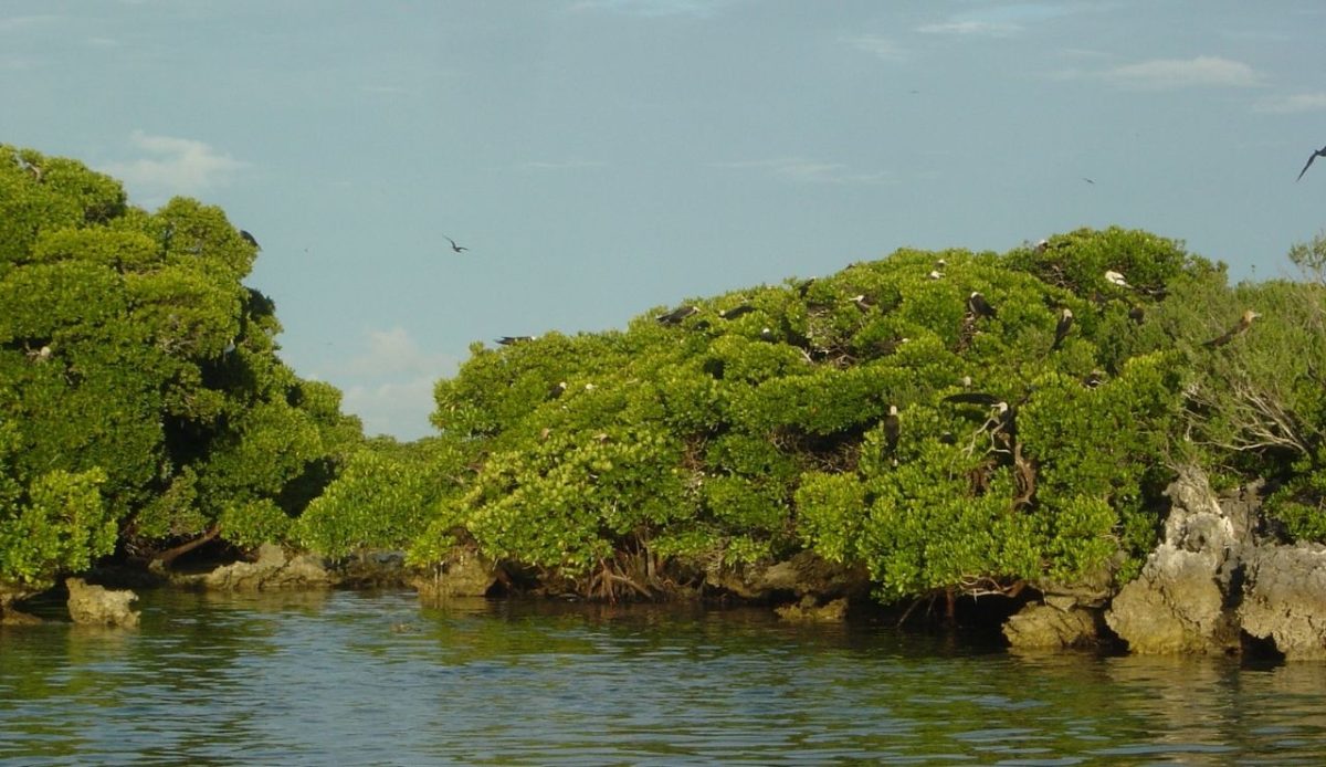 Aldabra Atoll, Seychelles                           