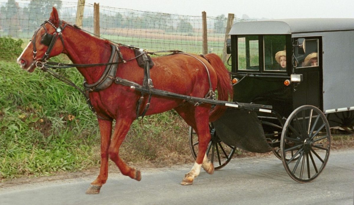 Amish Horse and Buggy Ride in Rural Pennsylvania                               