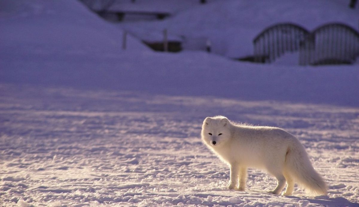 Arctic fox in snow  Iceland                          