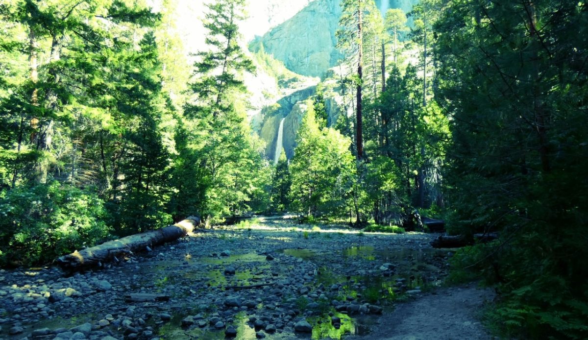 Bridalveil Fall in Yosemite National Park, California, USA, surrounded by trees 
