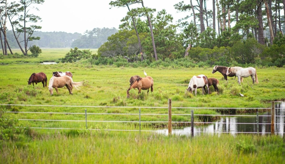 Chincoteague and Assateague Islands, Virginia, Maryland                                  