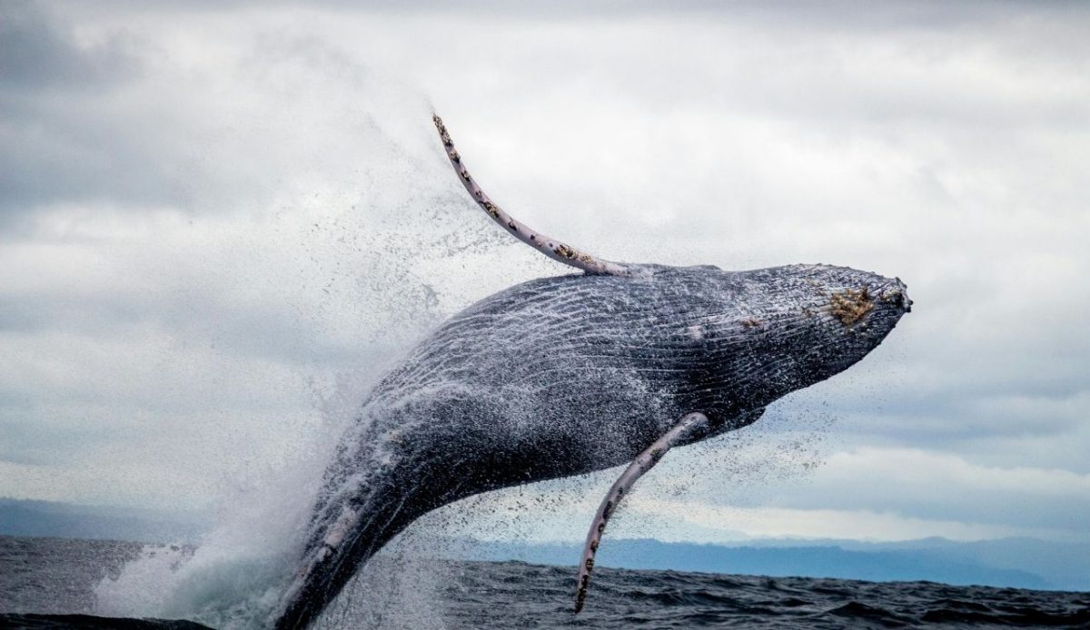Choco, Colombia  Black and White Whale Jumping on Water                      