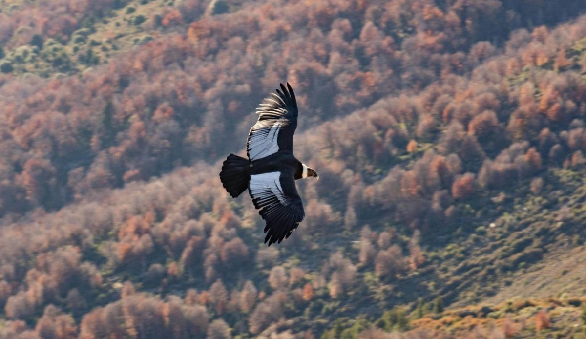 Close-up of a Flying Andean Condor above Autumnal Trees on a Hill                       