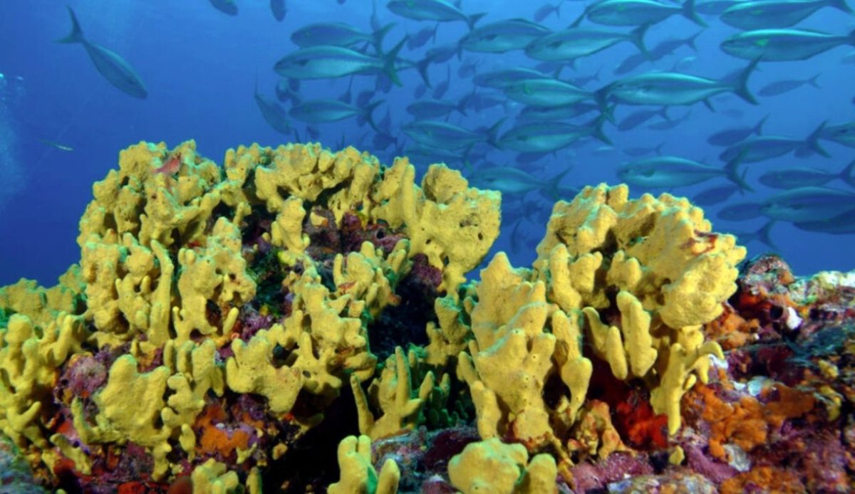 Coiba National Park, Panama                                