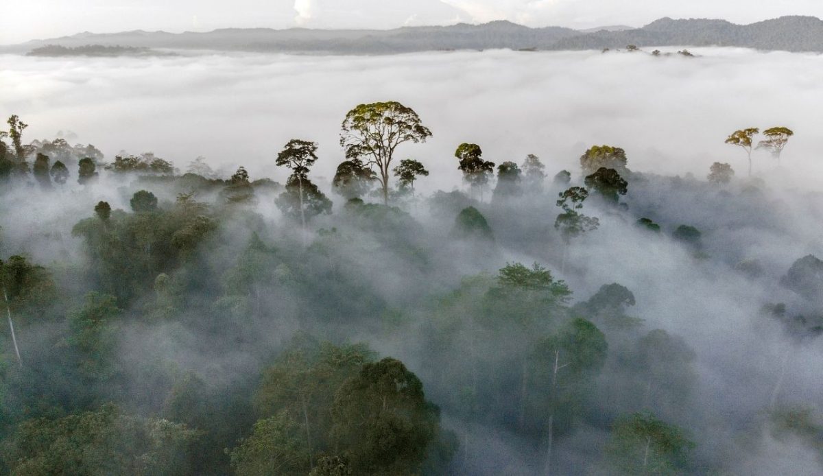 Danum Valley Conservation Area, Malaysia                                 