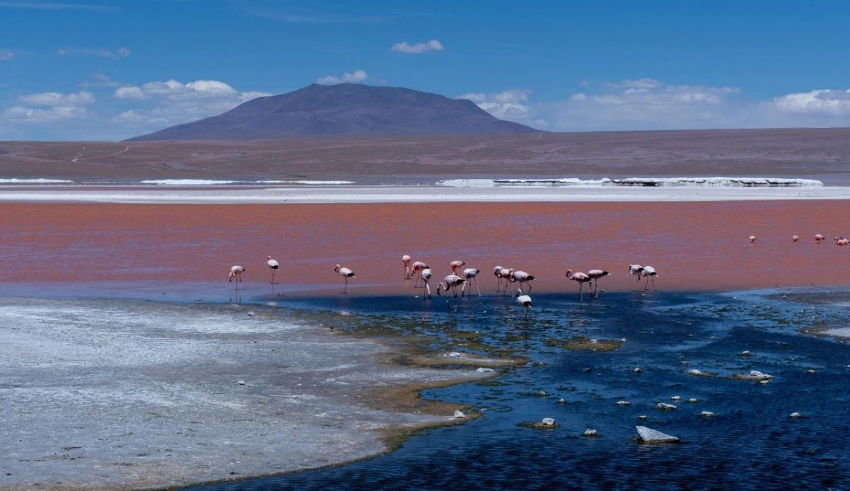Flamingos at Laguna Colorada, Bolivia                                
