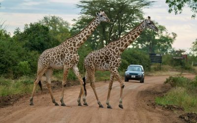 Is Zambia Worth the Trip? What Travelers Should Know Before Booking