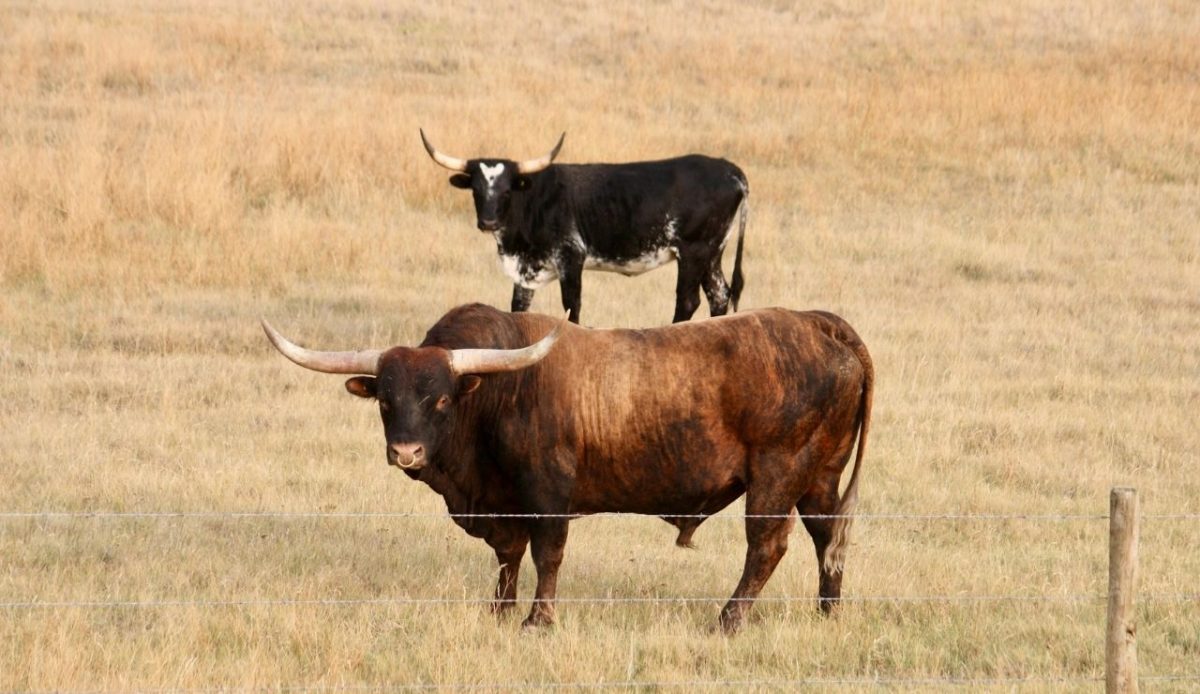 Grasslands National Park, Saskatchewan                        