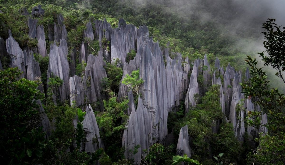 Gunung Mulu Pinnacles Trek, Sarawak, Malaysia                             