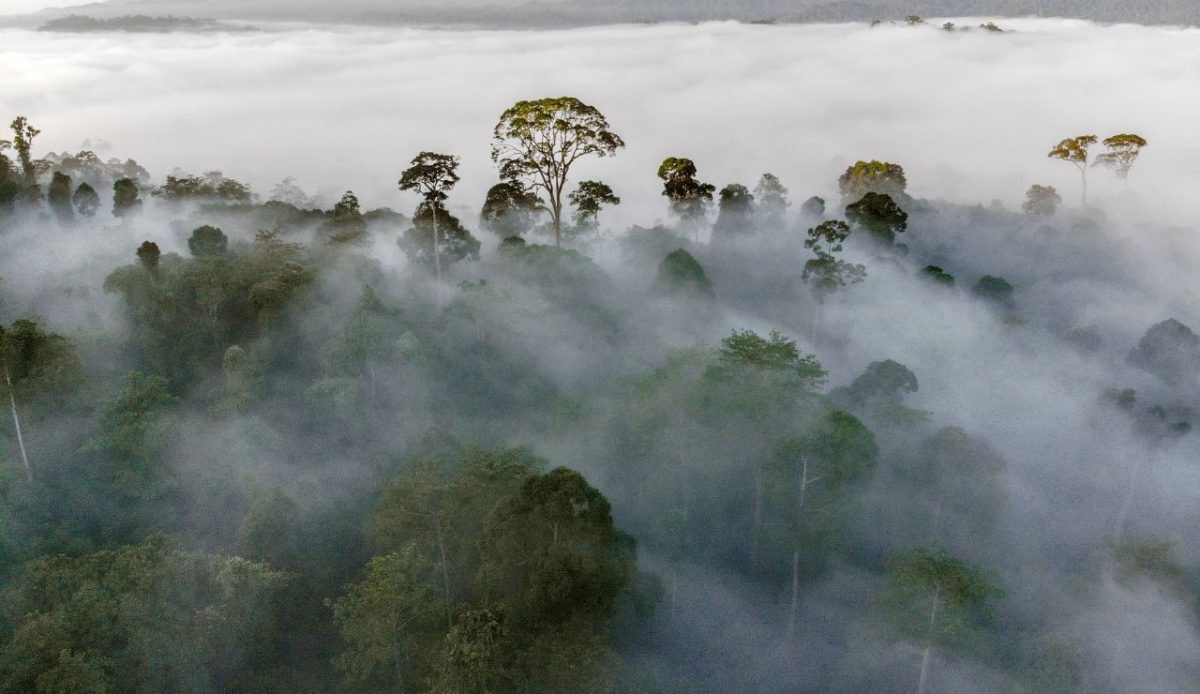 Danum Valley, Malaysia