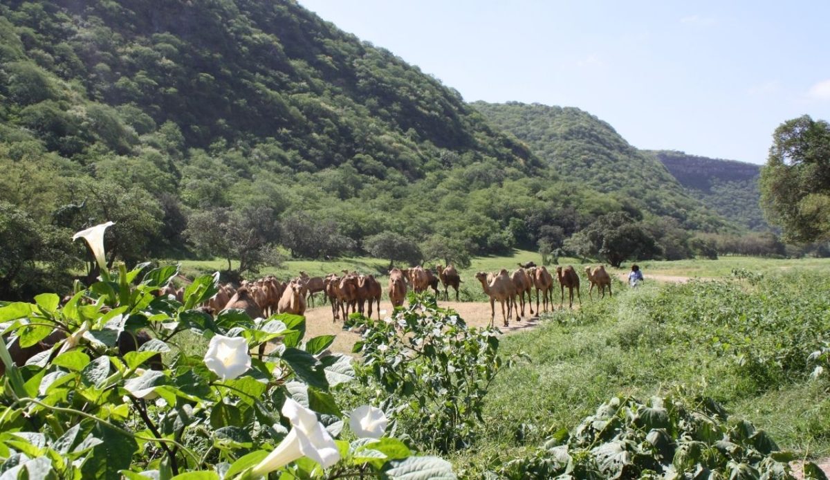 Jabal Al Qamar, Western Dhofar, Oman                       
