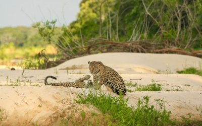 12 Wild Destinations Packed With Rare Wildlife and Untouched Nature